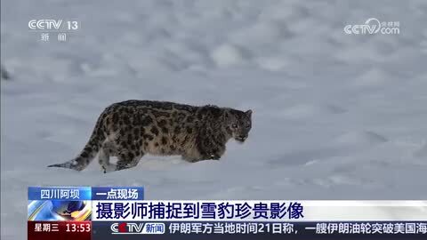 四川阿坝：摄影师捕捉到雪豹珍贵影像