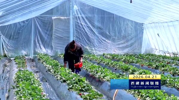巴宜区久巴村：“莓”好双丰收 铺就甜蜜致富路