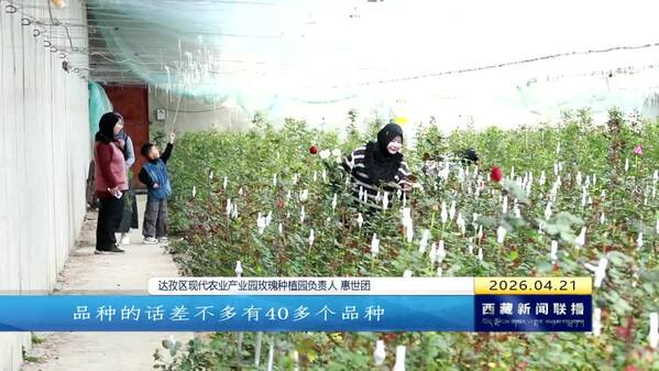 达孜：鲜花草莓“搭快车”春日经济活力迸发