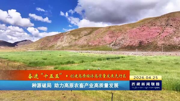 【奋进“十五五”·创建高原经济高质量发展先行区】 种源破局 助力高原农畜产业高质量发展