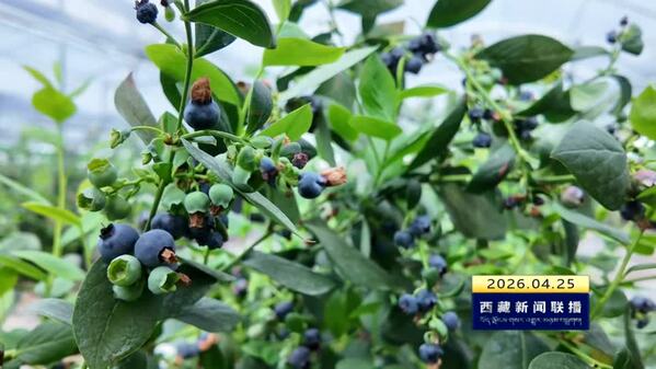 八宿县：高原蓝莓鲜果 拓宽增收致富路