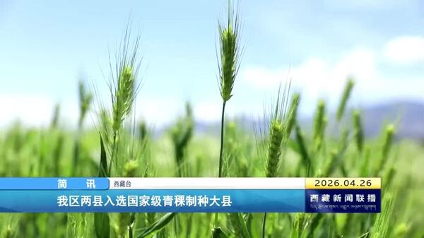 西藏自治区两县入选国家级青稞制种大县