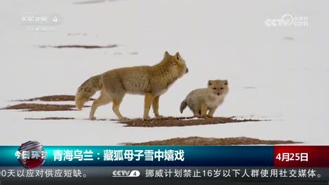 青海乌兰：藏狐母子雪中嬉戏