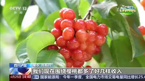 【在希望的田野上】四川泸定：红樱桃迎采摘季 农旅融合助增收