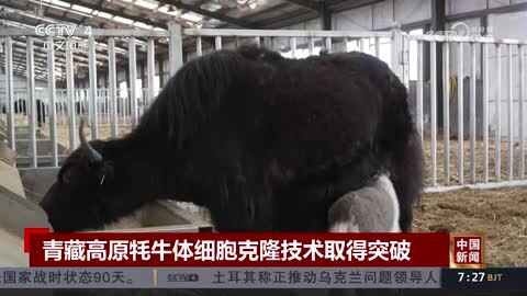 青藏高原牦牛体细胞克隆技术取得突破