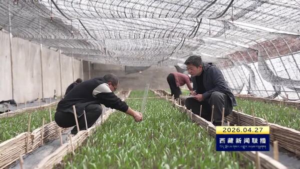 川贝母种出“金疙瘩” 激活乡村振兴新引擎