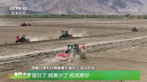 西藏日喀则：“四良”融合 为青稞种植装上“科技引擎”
