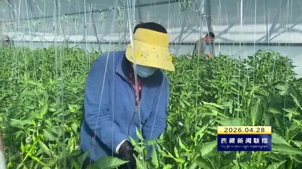 西藏自治区首个部级企业重点实验室落户曲水