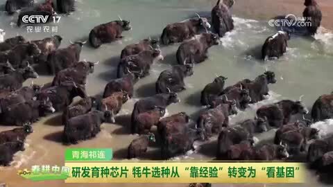 青海祁连：牦牛膘肥体壮 进入集中产犊期