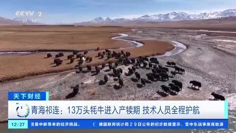青海祁连：13万头牦牛进入产犊期 技术人员全程护航