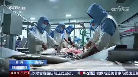 【一线调研】青海：“冷资源”“热产业” 高原鲜鱼闯世界