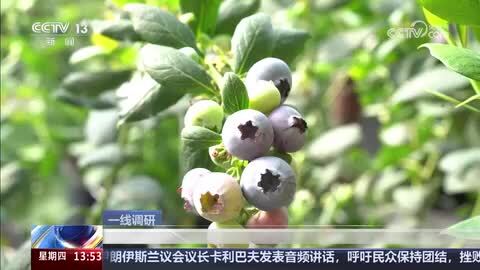 【一线调研】青海：科技赋能破盐碱 高原蓝莓甜透致富路