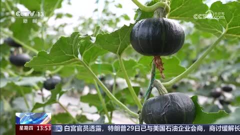 【一线调研】青海：冷凉蔬菜海外热销 高原绘就致富“绿”