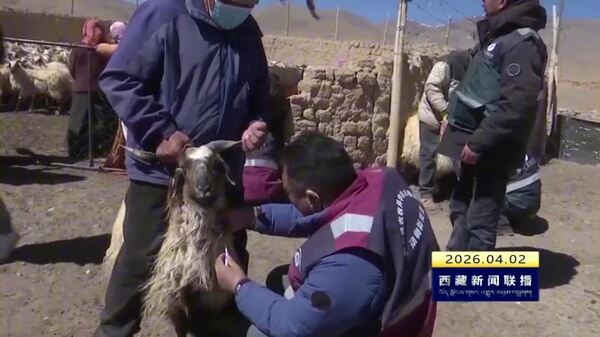 班戈县开展牲畜常见传染病监测防控工作