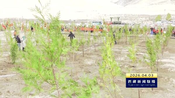 山南市开展春季义务植树活动