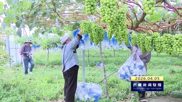 林芝市推动高原特色农牧产业高质量发展