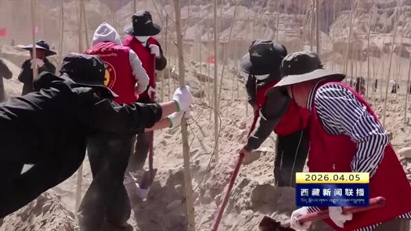 札达县开展义务植树活动