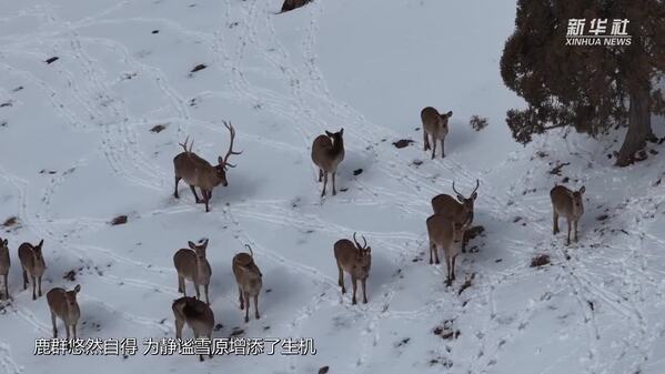 青海都兰：皑皑春雪映鹿群