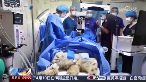 国际珍稀动物保护日｜科技赋能 高原野生动物救护技术实现突破
