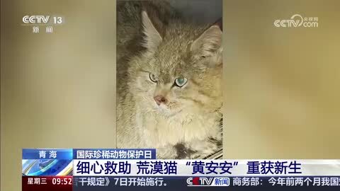 国际珍稀动物保护日｜细心救助 荒漠猫“黄安安”重获新生