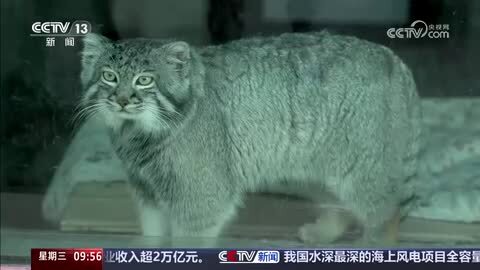 国际珍稀动物保护日｜全民同行 守护高原珍稀野生动物