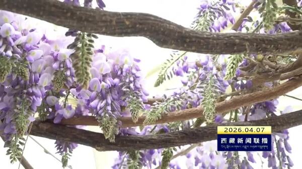 拉萨介观当代艺术博物馆紫藤花节开幕