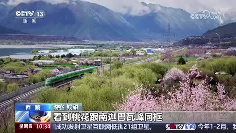 开往春天的列车｜乘坐拉林铁路列车 赴“桃花之约”