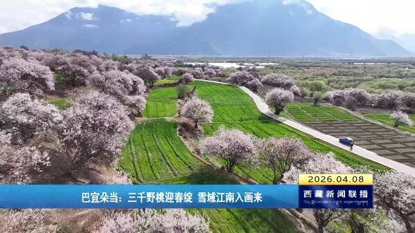 巴宜朵当：三千野桃迎春绽 雪域江南入画来