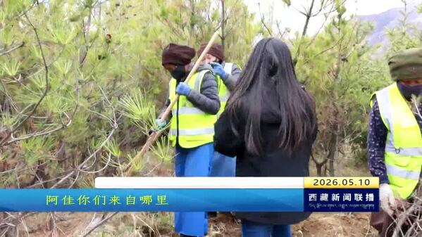 油松“搬家”记：从苗圃到荒山的生命接力