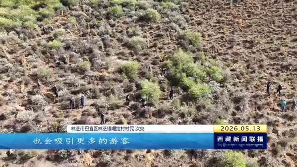 林芝提速国土绿化：荒山“整容” 国道“上妆”