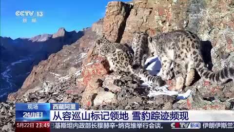 西藏阿里：从容巡山标记领地 雪豹踪迹频现