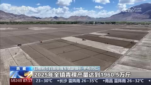【西藏和平解放75周年】青稞产量迎突破_农业现代化绘新图