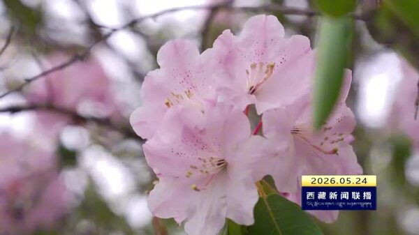 芒康214国道沿线高山杜鹃迎来盛花期