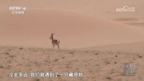 《远方的家》苍茫大地 孕育生机