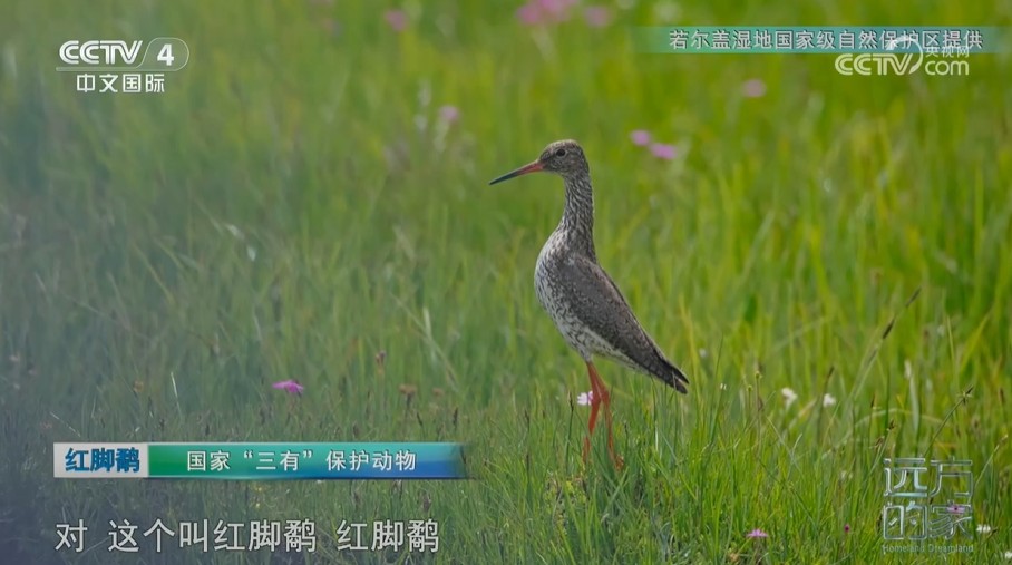 《远方的家》若尔盖的自然乐章