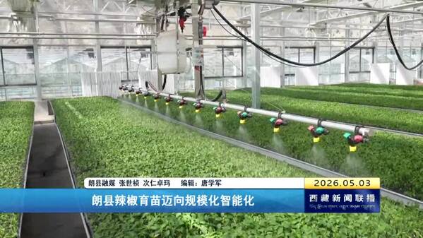 朗县辣椒育苗迈向规模化智能化