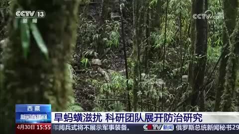 西藏：旱蚂蟥滋扰 科研团队展开防治研究