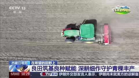 【在希望的田野上】西藏日喀则：良田筑基良种赋能 深耕细作守护青稞丰产