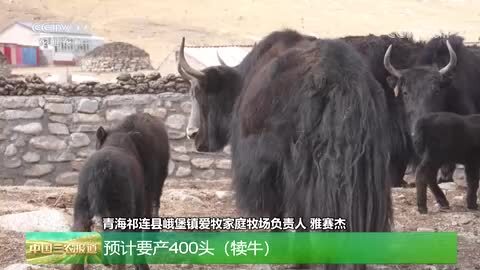 青海祁连：13万头牦牛进入集中产犊关键期