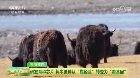 青海祁连：研发育种芯片 牦牛选种从“靠经验”转变为“看基因”