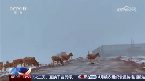 藏羚羊迁徙开始 首批100多只已经动身