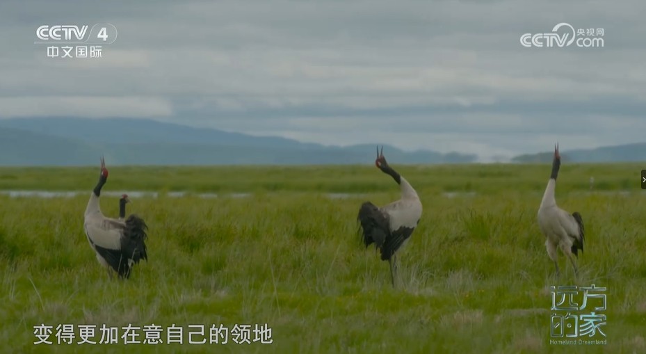 《远方的家》中国自然秘境 万物共生 湿地欢歌