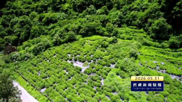 【“十五五”开好局起好步·“四件大事”在西藏】荒山绿产业兴边民富：山南书写固边兴边富民新答卷