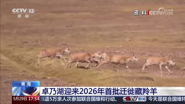 青海卓乃湖迎来2026年首批迁徙藏羚羊
