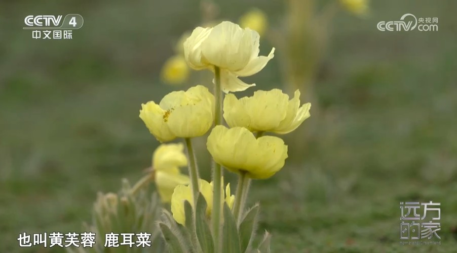 《远方的家》雪域花开 高原精灵