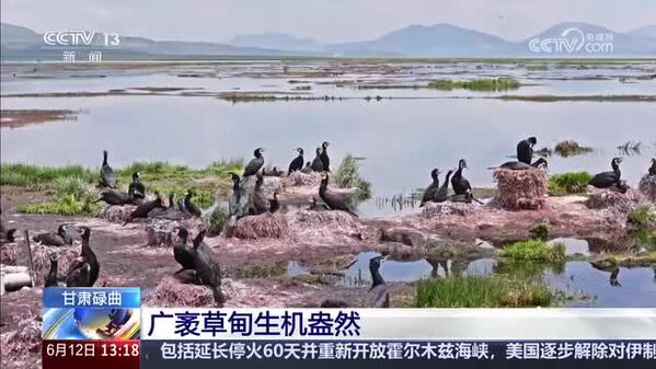 甘肃碌曲：广袤草甸生机盎然