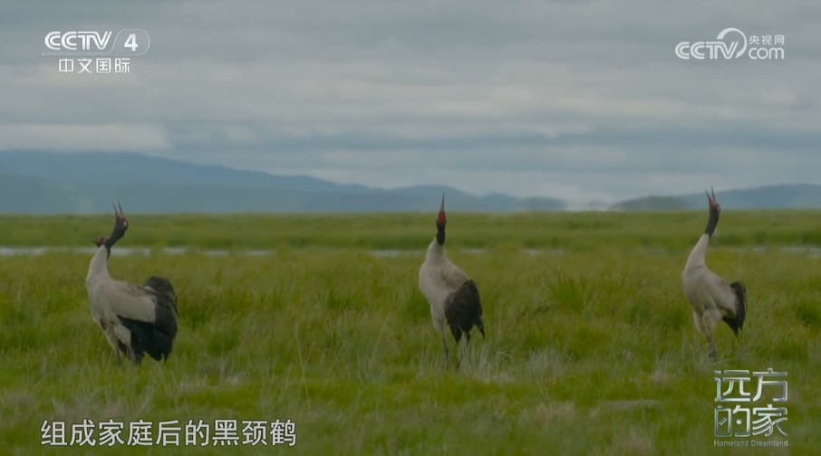 《远方的家》中国自然秘境 青山叠翠 鹤舞云端