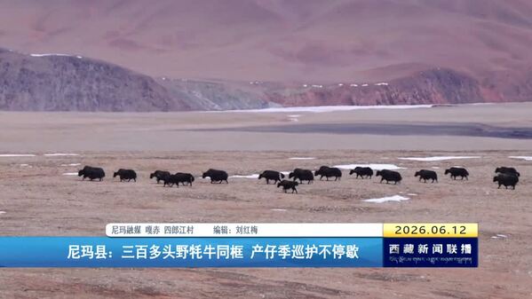 尼玛县：三百多头野牦牛同框 产仔季巡护不停歇