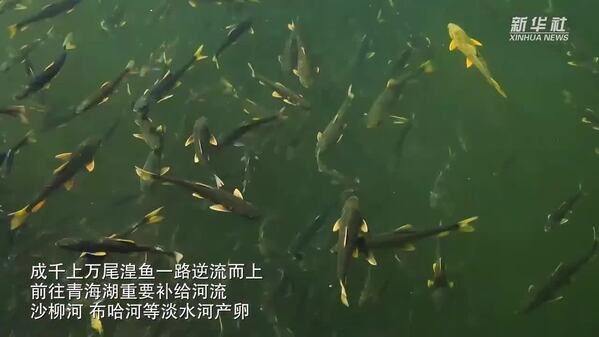 青海湖：湟鱼洄游上演“半河清水半河鱼”奇观