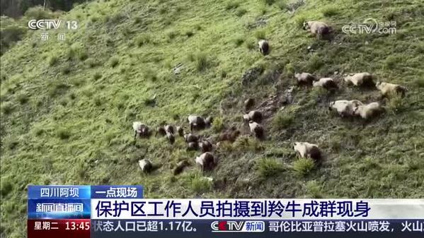 四川阿坝：保护区工作人员拍摄到羚牛成群现身